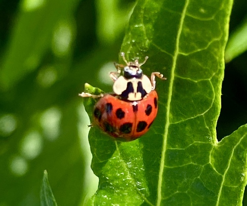 iNaturalist observation photo of Asian Lady Beetle