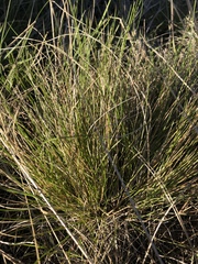 Festuca idahoensis