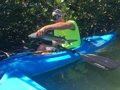 Negaprion brevirostris