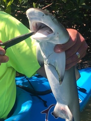 Negaprion brevirostris