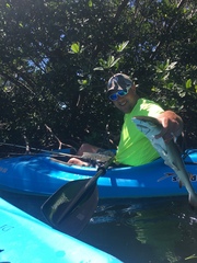 Negaprion brevirostris