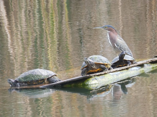 Green Heron photographed in Arizona