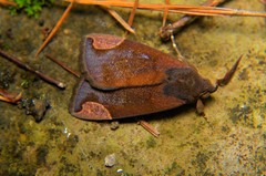 Chrysopera combinans