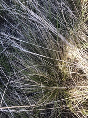 Festuca idahoensis