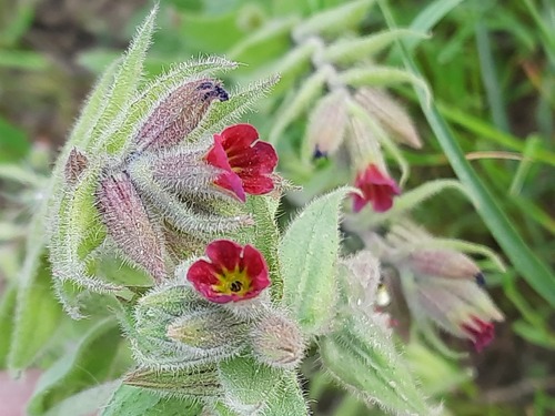 Nonea caspica (Willd.) G.Don