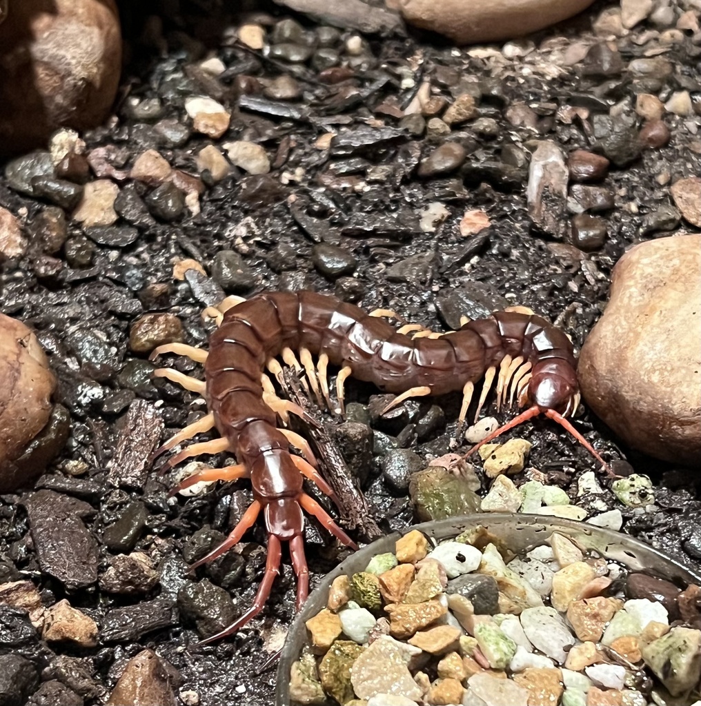 Tropical Centipedes from Constitution Ave NW, Washington, DC, US on ...