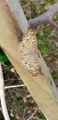 Junonia atlites