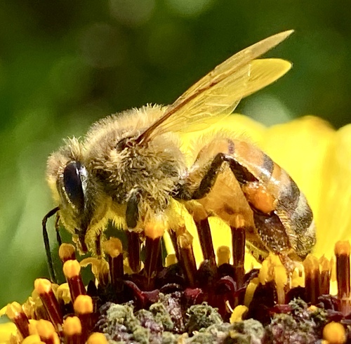 iNaturalist observation photo of Western Honey Bee