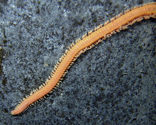 Oenone fulgida