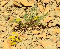 Cymopterus planosus