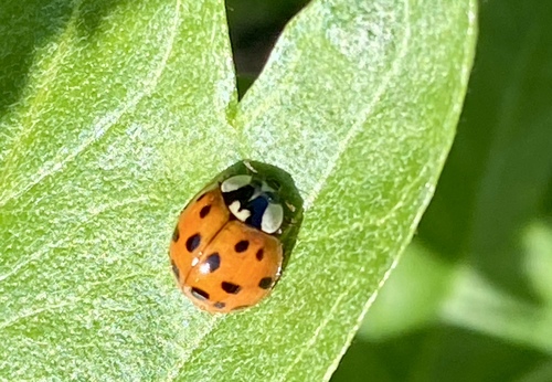 iNaturalist observation photo of Asian Lady Beetle