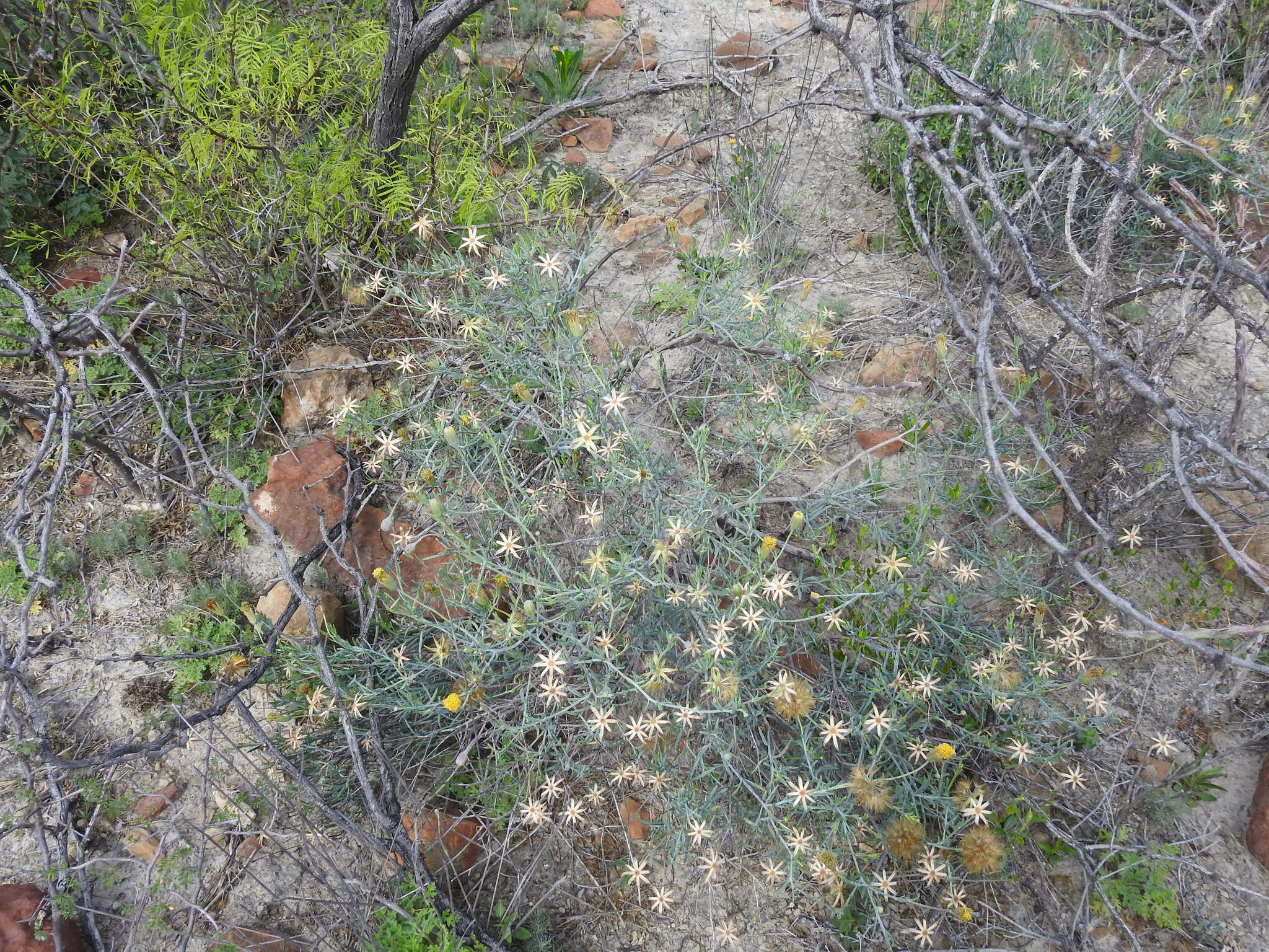 Porophyllum amplexicaule