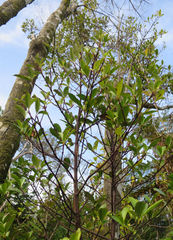 Ascarina lucida lucida