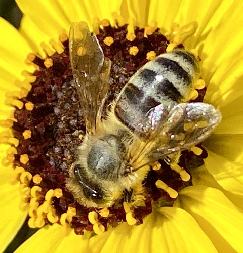 iNaturalist observation photo of Western Honey Bee