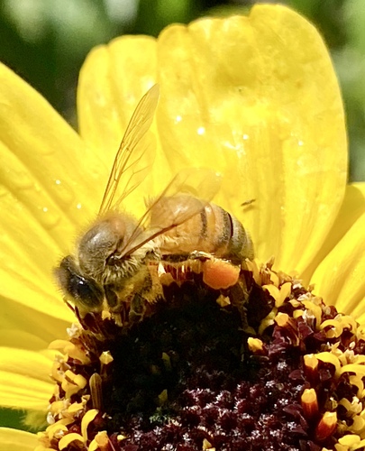 iNaturalist observation photo of Western Honey Bee
