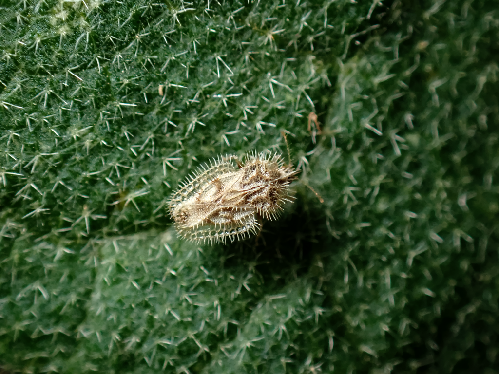 Urentius hystricellus