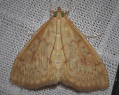 Ostrinia