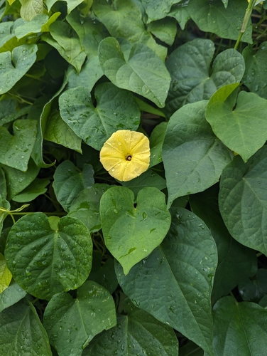 Ipomoea ochracea