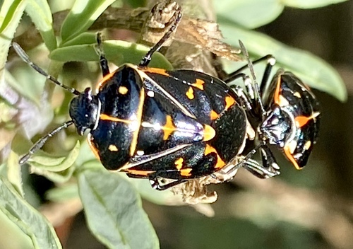 iNaturalist observation photo of Harlequin Bug