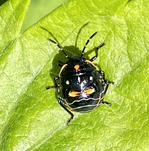 iNaturalist observation photo of Harlequin Bug