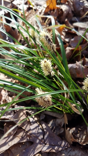 Image of Carex picta by (c) Leigha S, some rights reserved (CC BY)