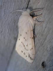 Spilosoma dubia