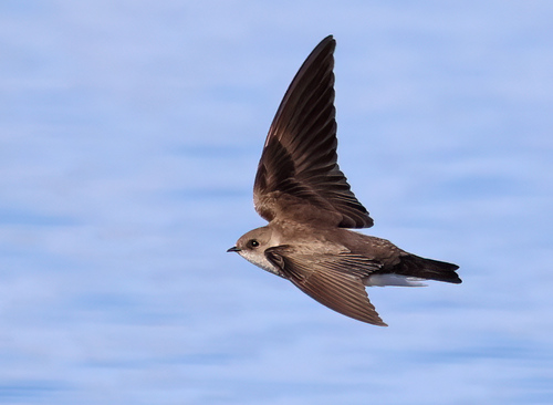 Northern Rough-winged Swallow, El Paso, TX, USA, photo 10 of 10