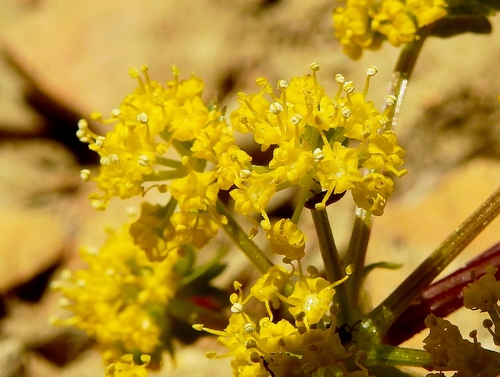 Rocky Mountain springparsley (Cymopterus planosus)