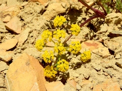 Cymopterus planosus
