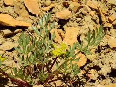 Cymopterus planosus