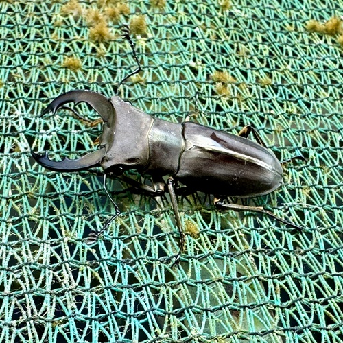 Cyclommatus pulchellus