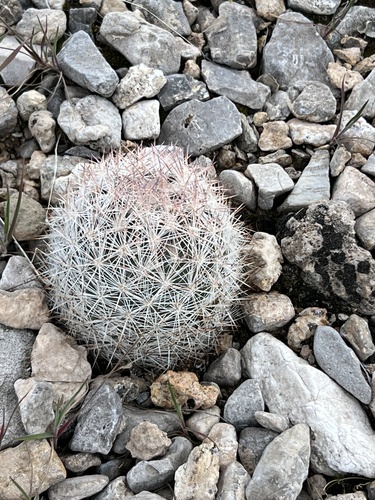Pelecyphora dasyacantha