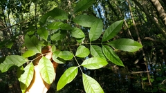 Fraxinus caroliniana