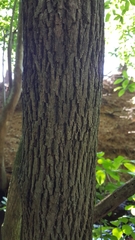 Fraxinus caroliniana