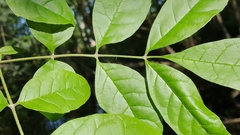 Fraxinus caroliniana
