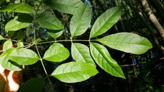 Fraxinus caroliniana