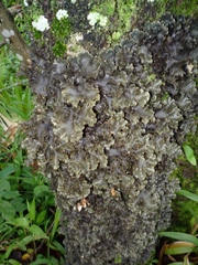 Pseudocyphellaria dissimilis