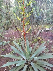 Guzmania diffusa