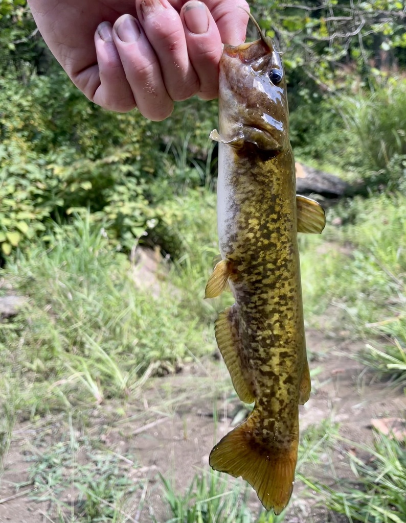 Flat Bullhead from North Toe River, Bakersville, NC, US on September 10 ...