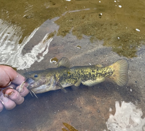 Bullhead (Ameiurus platycephalus) — Ictaluridae — 4