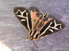 Apantesis williamsii