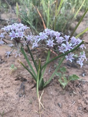 Allium macropetalum