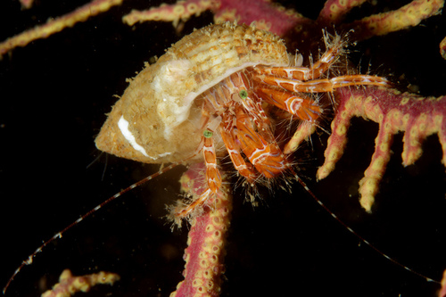 Striped Hermit Crab, photo 6 of 10