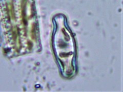Hippodonta capitata