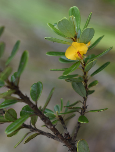 Pultenaea millarii observed 2023-12-19