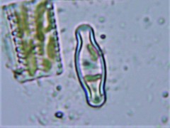 Hippodonta capitata