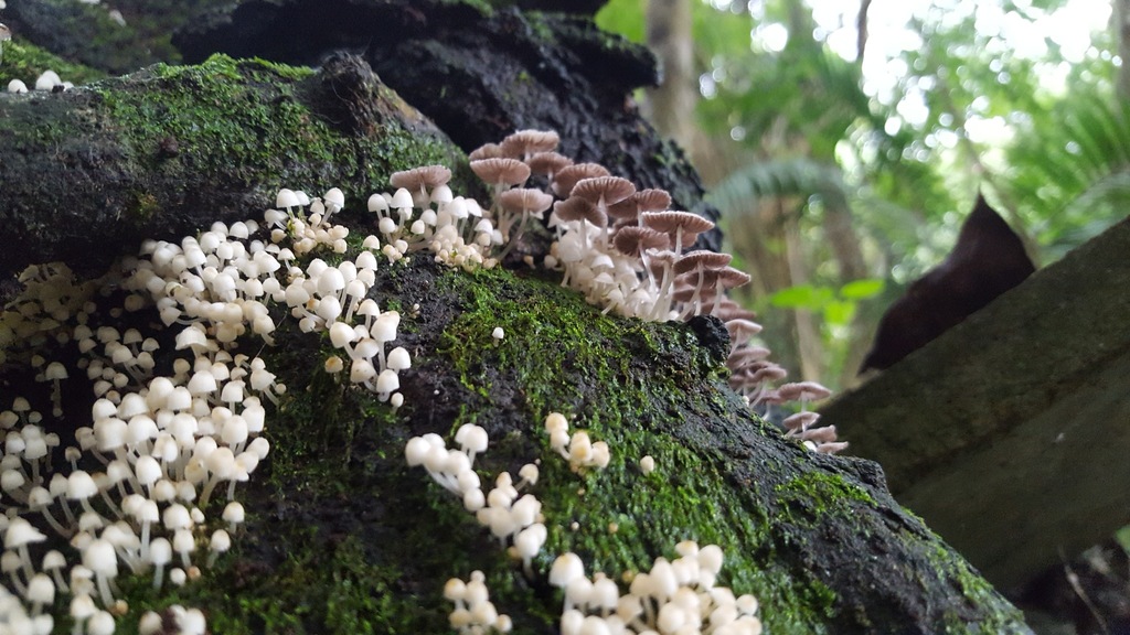Coprinellus disseminatus · March 2019 · photo: © alessandradalia (iNaturalist, cc-by-sa)