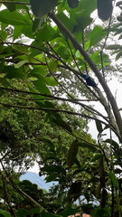 Stilpnia cyanicollis