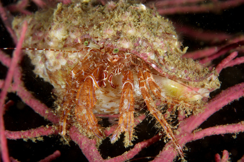 Striped Hermit Crab, photo 3 of 10