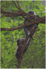 Macaca maura